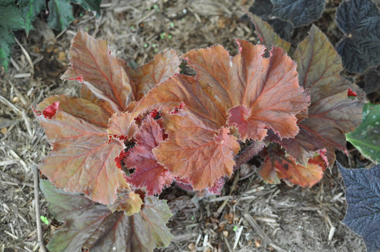 B. ‘Tangerine Dream’